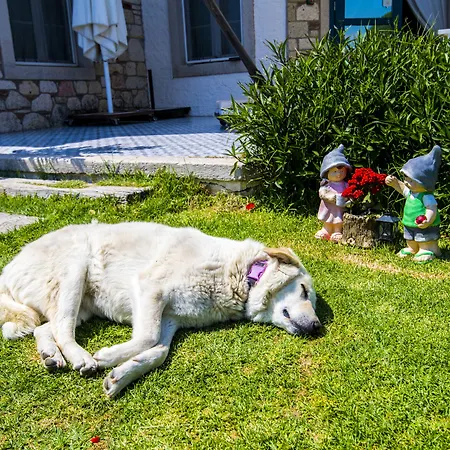 Sultan Butik ℳℛ Luxury Concept Konukevi Alaçatı